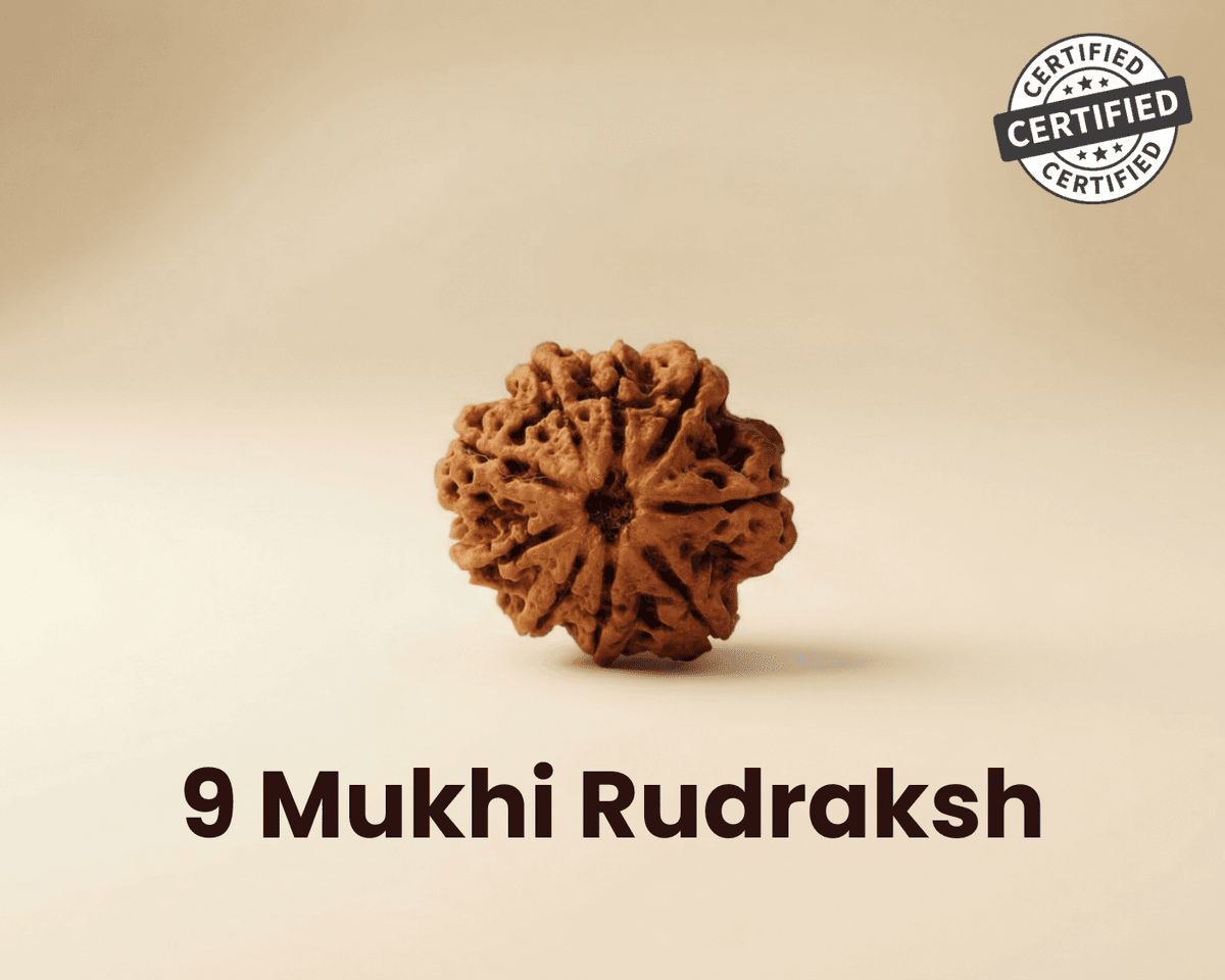 9 Mukhi Rudraksha