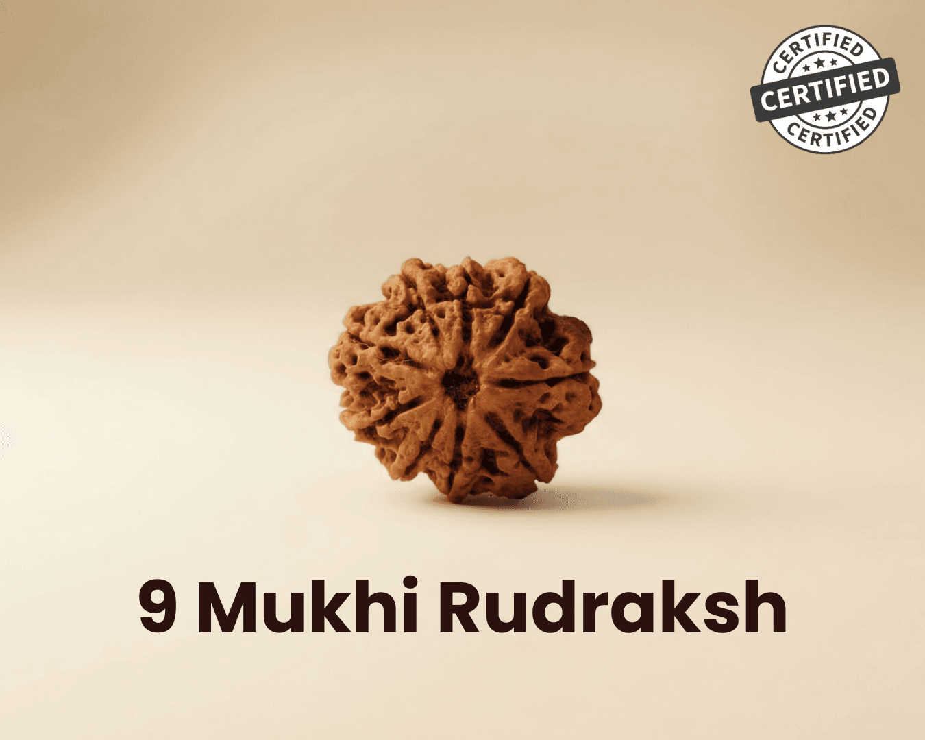 9 Mukhi Rudraksha