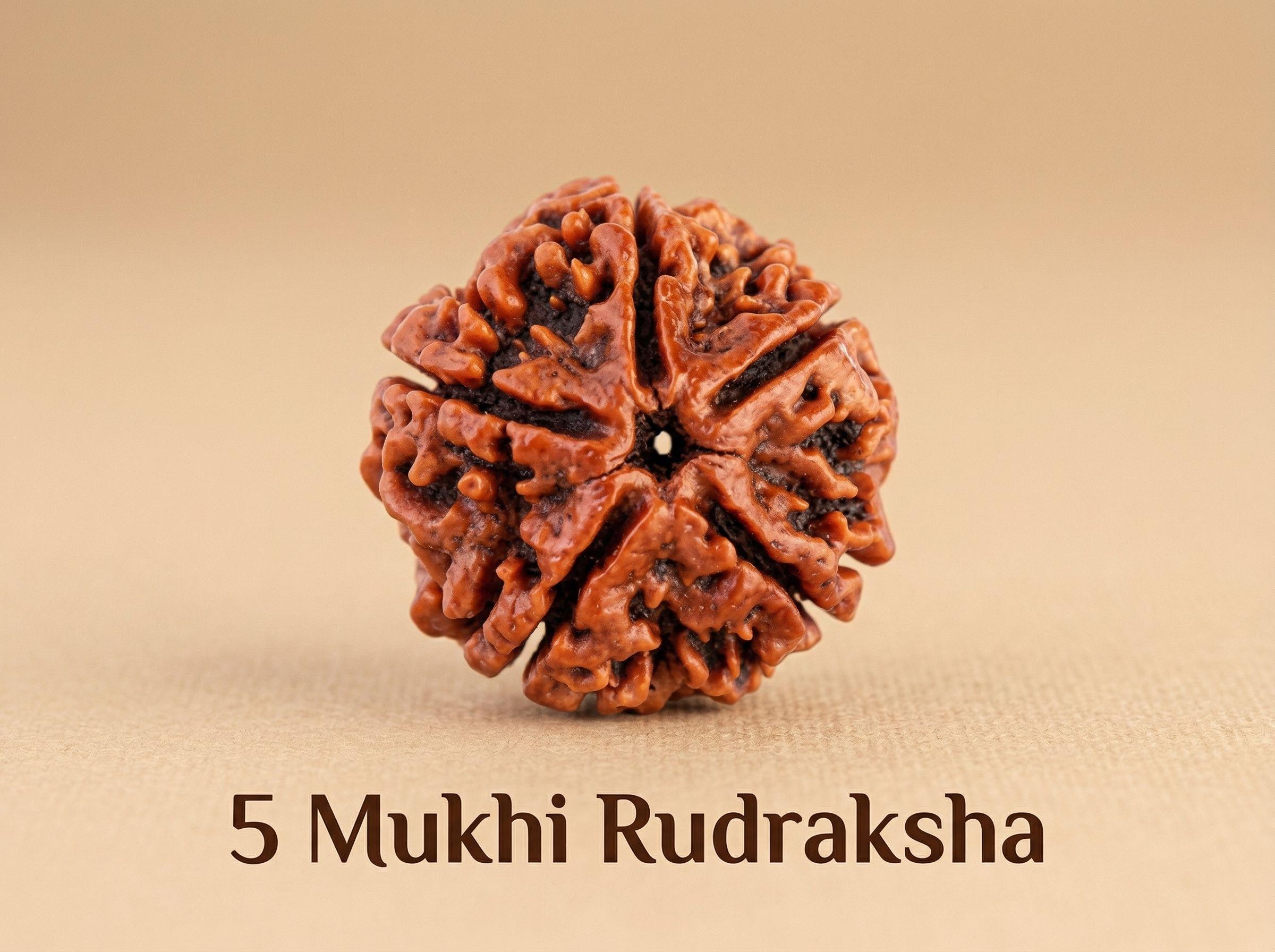 5 Mukhi Rudraksha
